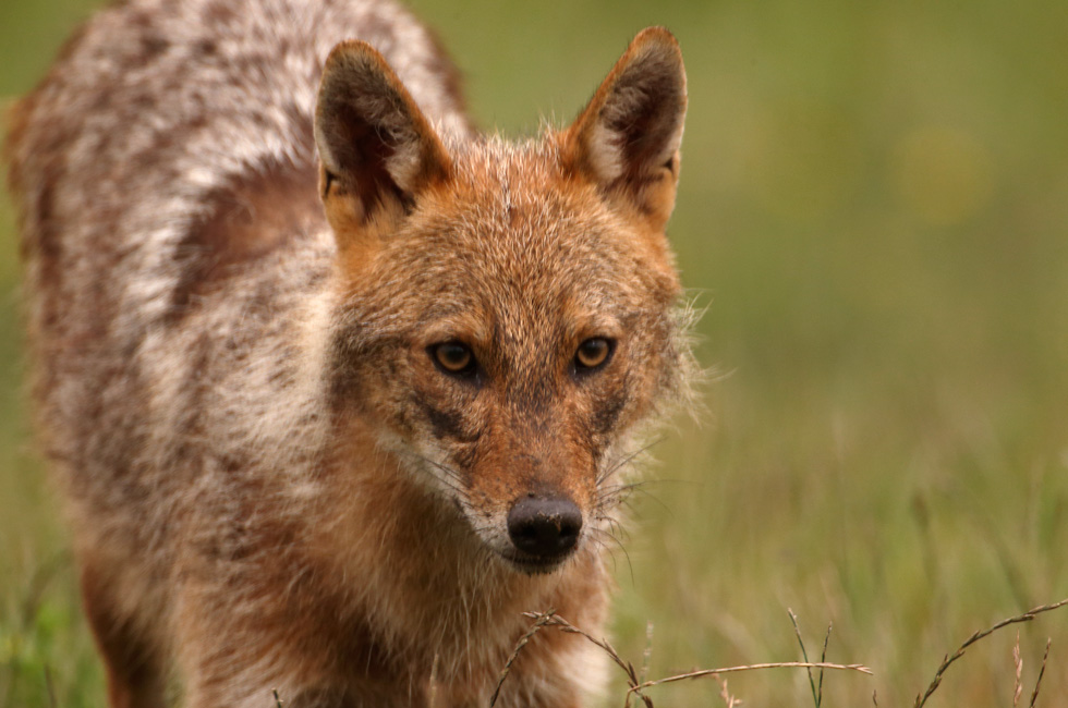 Chacal europeo. (Canis aureus moreoticus )